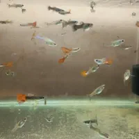 ماهی گوپی بصورت یکجا