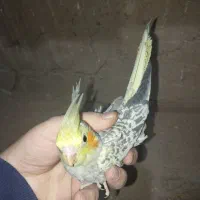 عروس هلندی دون خور شده