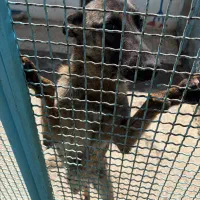 واگذاری سگ رایگان|سگ|تبریز, |دیوار