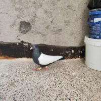 یا تا قلدور خوشکل