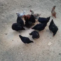 مرغ بومی