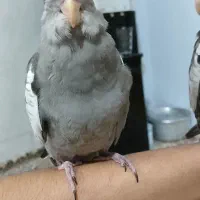 ۳ عدد عروس هلندی سینامون|پرنده|قم, چهار مردان|دیوار