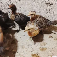 جوجه محلی|حیوانات مزرعه|بهبهان, |دیوار