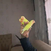 یک عددکوتوله برزیلی دستی فول