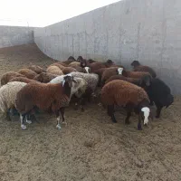 بره نر|حیوانات مزرعه|تربتحیدریه, پائین ولایت|دیوار