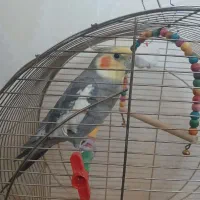 عروس هلندی نر