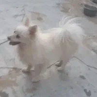 سگ بازی گوش