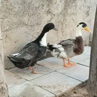 یک جفت اردک