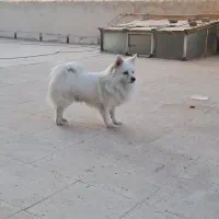 سگ پامرین روباهی بازی گوش.|سگ|قرچک, مهدیه|دیوار