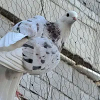 کبوتر اس|پرنده|تهران, مشیریه|دیوار