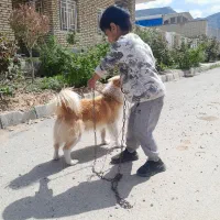 سگ پامر روباهی  نر