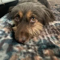 شیتزو تریر|سگ|تهران, کرمان|دیوار