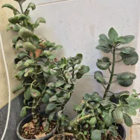 گل قاشقی وآلوورا|گل و گیاه طبیعی|قائن, |دیوار