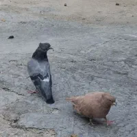 کبوتر
