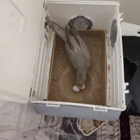 یه جفت عروس هلندی الان سر تخم با قفس و وسایل کامل