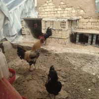انواع خروس بومی و لاکندزی و ایام سمانی