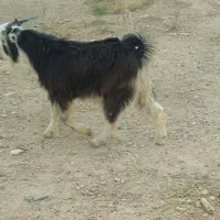 بیگ نر|حیوانات مزرعه|شوش, |دیوار