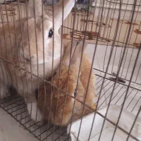 ۳عدد خرگوش نره وماده
