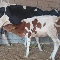 گاو گوساله ماده ۶الی ۷کیلوشیردارد