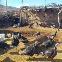 فروش ۷۰تا بوقلمون نر و ماده