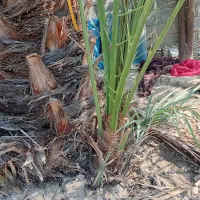 فروش پا جوش خاصویی|گل و گیاه طبیعی|جم, |دیوار