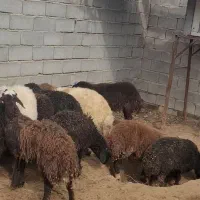 بره نر سبک پای پروار