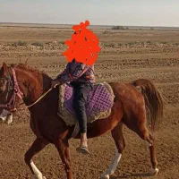 مادیان خالص ایرانی