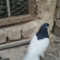 شصتی سیاه نر آس|پرنده|تاکستان, |دیوار