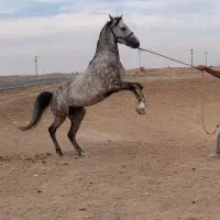 نوه کامران قدیری ( کره آلان دهدار )