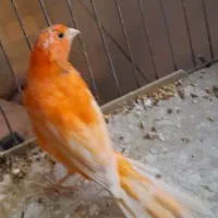 قناری نر|پرنده|فولادشهر, C5|دیوار