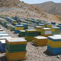 عسل چهل گیاه سردسیر