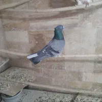 کبوتر فروشی