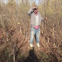 نهال|گل و گیاه طبیعی|رامند, |دیوار