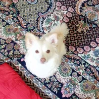 سگ اشپیتز پامر ۴ ساله