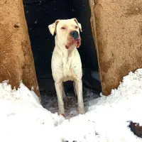 داگو آرژانتینو