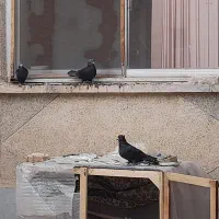 کبوتر فیت