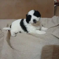 توله میکس شیتسو و اشپیتس