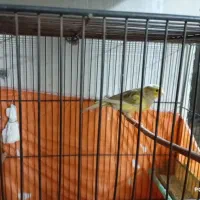 یک جفت قناری با قفس بزرگ|پرنده|محمدشهر, محمدشهر|دیوار