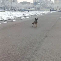 سگ ژرمن اصیل/ پدر وارداتی /۵ ماهه درشت