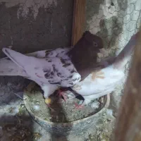 کله رنگه|پرنده|مشهد, مهدی آباد|دیوار