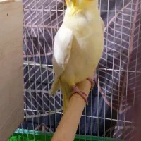 جفت عروس هلندی با قفس و لونه