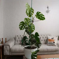 گیاه طبیعی مونسترا برگ انجیری