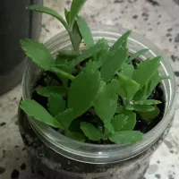 سرگرمی و گل و گیاه|گل و گیاه طبیعی|گلبهار, شهر جدید گلبهار|دیوار