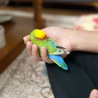طوطی برزیلی کاملا دستی و رام