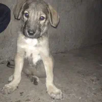 توله نر عراقی پژدر