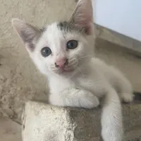 واگذاری رایگان