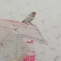 طوطی برزیلی سفید