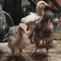 لاری ۲ماه و نیمه ۴۵۰ت