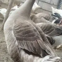 فروش غازواردک