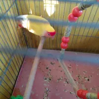 کتوله برزیلی